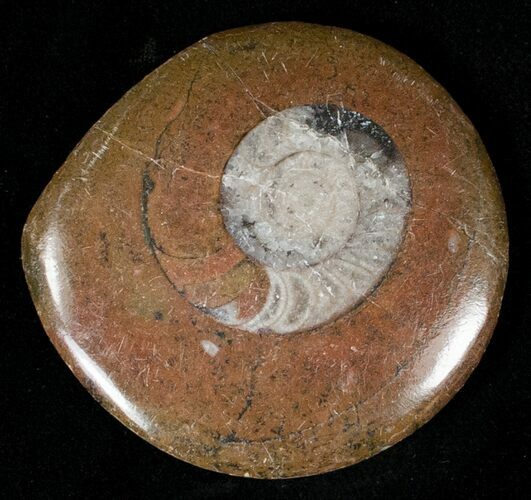 Polished Goniatite Button - Morocco #18075